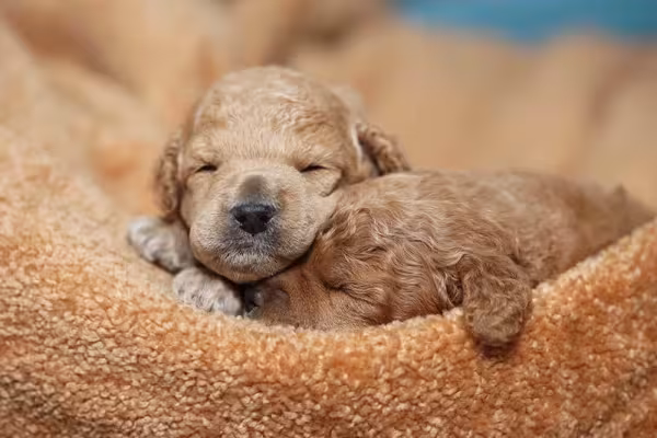 Além de saber quanto custa um Poodle, também é importante escolher um bom canil