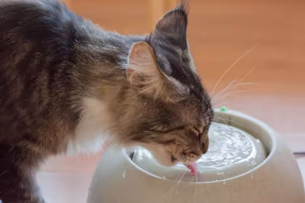 O bigode de gato é muito sensí­vel ao contato. Escolha sempre potes do tamanho e formato ideal para o seu amigo