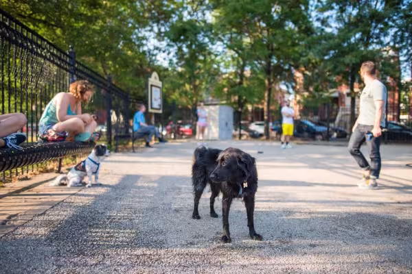 O parcão precisa ser um lugar seguro para o seu pet