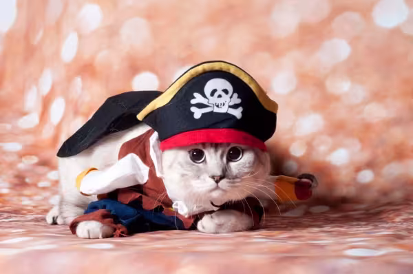 A clássica fantasia para gato: pirata! Simples e fácil de encontrar, seu amigo vai ficar um arraso