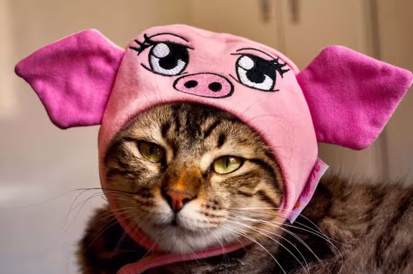 Roupa para gato: com uma simples touquinha o bichano pode se transformar em um porquinho