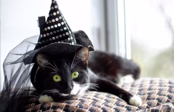 Gatos fantasiados de bruxos são uma imagem clássica, e é bem fácil de caracterizar o seu amigo assim