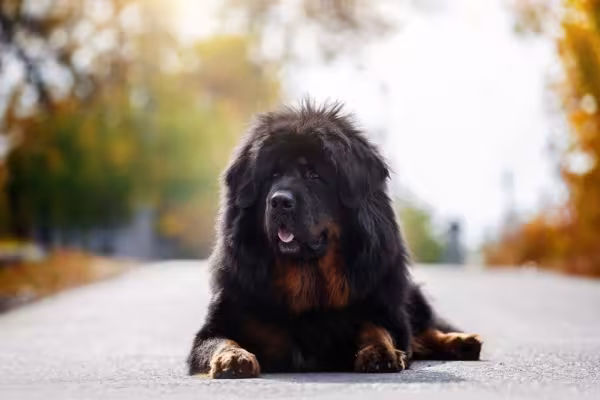 O pelo do cachorro Mastim Tibetano pode ser preto, castanho ou acinzentado
