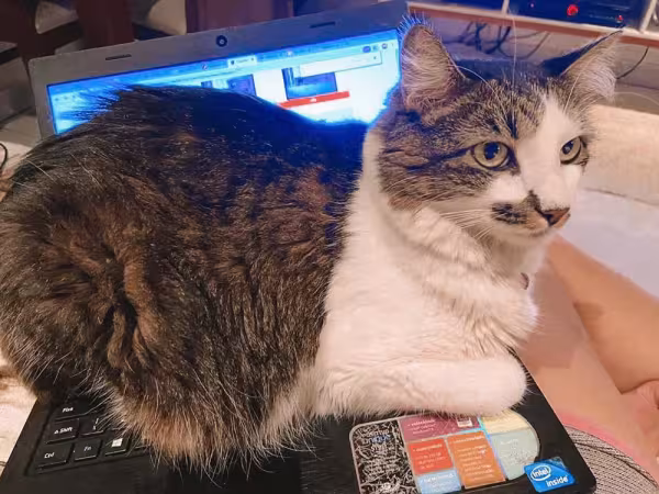 Com Josefina, uma gatinha mais peludinha, a experiência foi bastante parecida