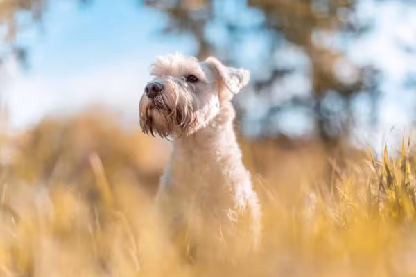 O Schnauzer é uma ótima opção para casas com crianças