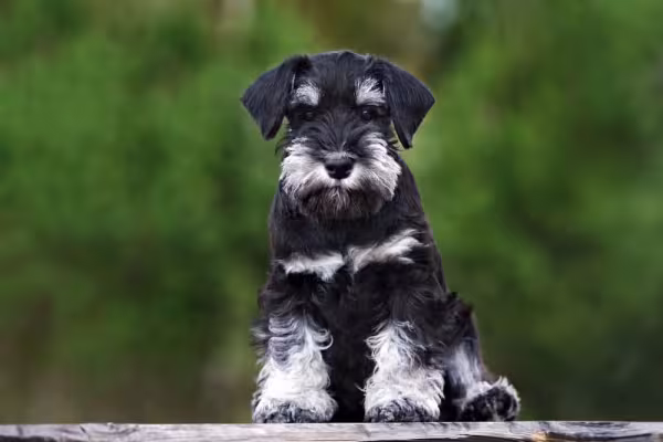 O filhote de Schnauzer pode custar até 5 mil reais