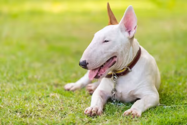 O cachorro Bull Terrier é muito conhecido por seu focinho alongado