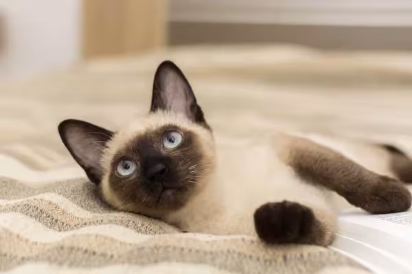 Gato Siâmes está entre as raças com mais tendência para desenvolver a gangliosidose felina