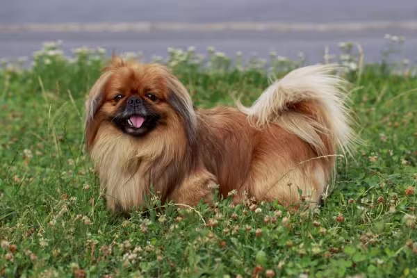 Cachorro Pequinês: valor da raça costuma variar de acordo com ancestrais do filhote