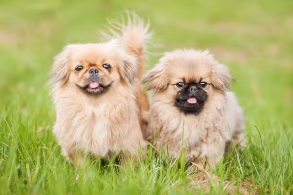 Fotos de Pequinês: cãozinho é fotogênico e fofo