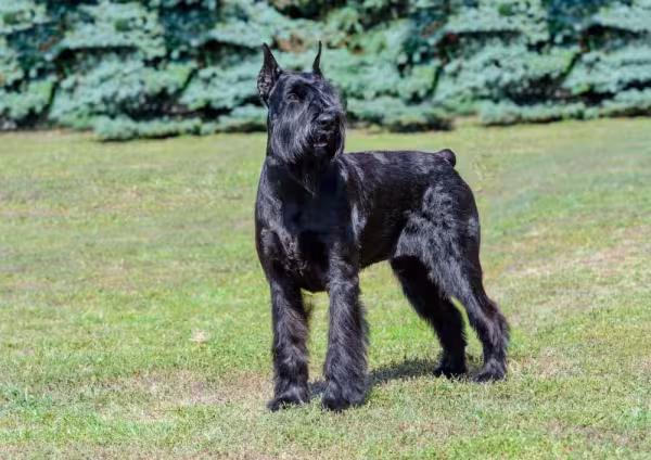 O Schnauzer é outra raça que, muitas vezes, tem o rabo cortado