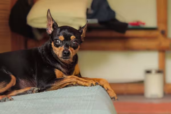 O Pinscher 1 é muito pequeno e costuma pesar cerca de 3 quilos
