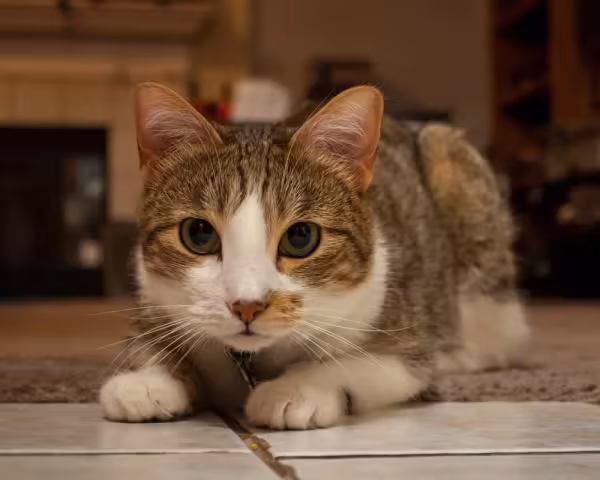 O gato Manês tem o formato do rosto, olhos e corpo mais arredondado do que outros bichanos