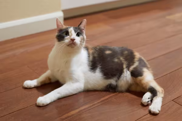 O gato Manx pode ter a pelagem de várias cores
