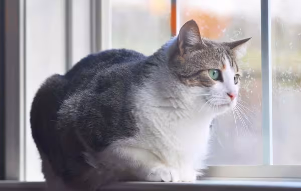 O gato Manx é super tranquilo e ama carinho