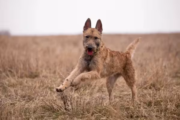 A raça de cachorro Pastor Laekenois é muito utilizada na Bélgica para auxiliar a polí­cia e o exército