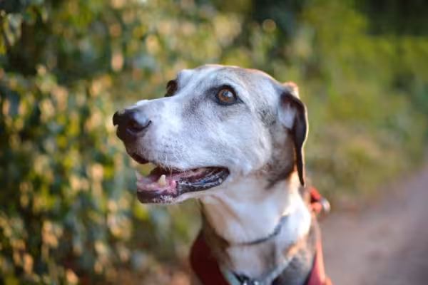 O cachorro idoso tem os dentes mais desgastados pelo tempo - e também mais frágeis