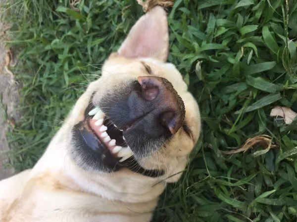 Cuidar dos dentes do cachorro garante a ele mais qualidade de vida