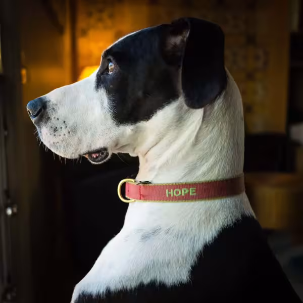 A coleira de identificação com o nome e telefone gravado é uma boa opção, principalmente para cães mais agitados