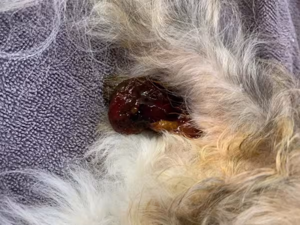Na melena, cachorro apresenta fezes escuras, pegajosas e com odor fétido