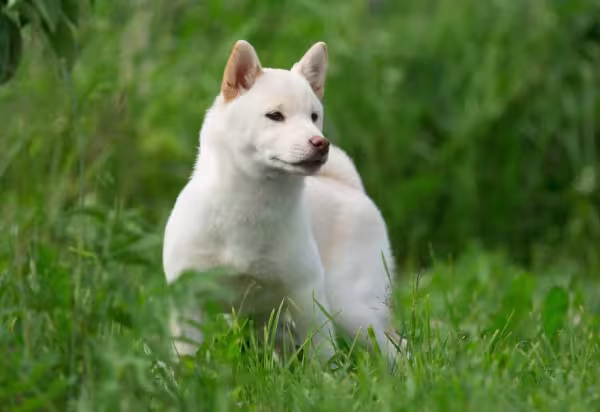 Também é possível encontrar o Shiba Inu branco