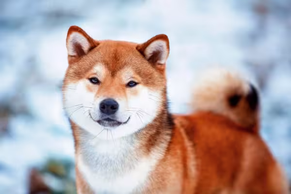 Além do Shiba Inu branco e preto, existem outras cores do cãozinho também, como castanho avermelhado