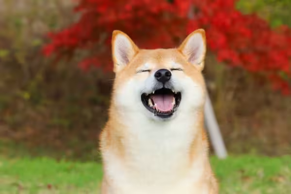 Shiba Inu: é praticamente impossível resister ao charme desse cãozinho!