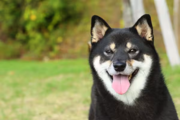 O Shiba é bastante brincalhão, mas também é um cachorro bem silencioso e que não costuma latir muito