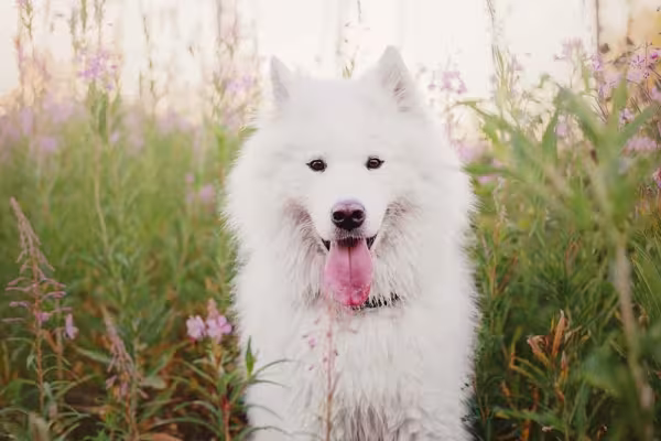Cachorro Samoieda: personalidade sociável é típico da raça