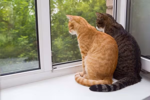 O rabo do gato parado significa que o animal está relaxado
