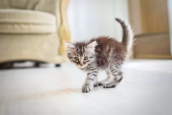 Rabo: gato pode indicar que está assustado com o movimento da sua cauda