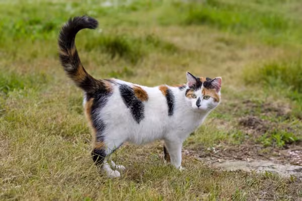 A cauda do gato é extremamente sensível ao toque. Por isso é importante evitar o contato com essa região