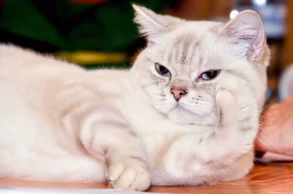 O Ragamuffin pode ter olhos e pelagem de cores variadas