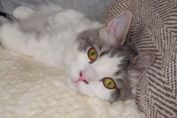 Dentre os gatos de raça, o Ragamuffin é uma das melhores companhias para se ter em casa