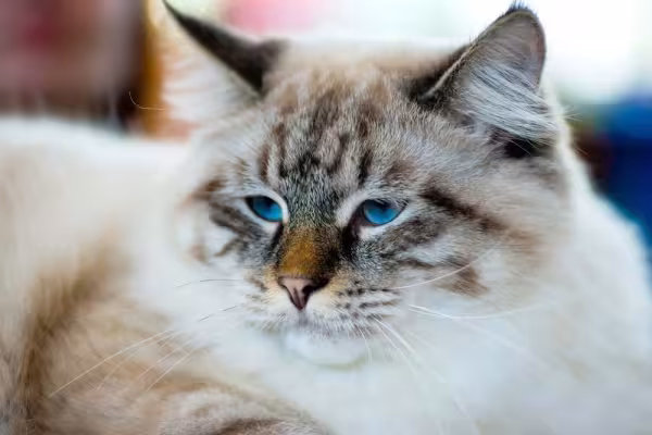 O Ragamuffin é um gato muito dócil e companheiro, além de adorar brincar