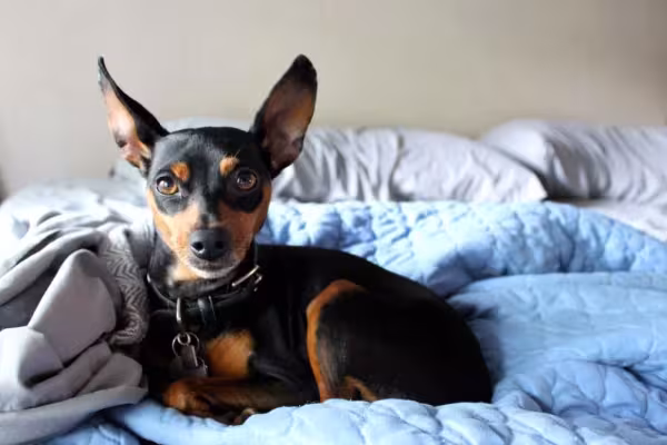 O cachorro da raça Pinscher se adapta muito bem a qualquer lugar, especialmente apartamentos