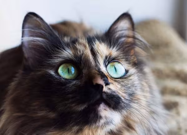 A pelagem do gato escaminha é uma junção das cores preto e laranja