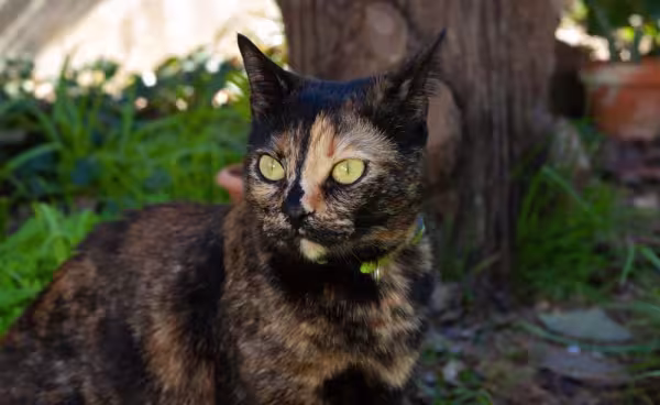 O gato casco de tartaruga é uma referência
