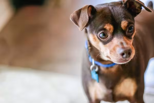 O filhote de cachorro Pinscher precisa de cuidados redobrados, pois é mais frágil ainda