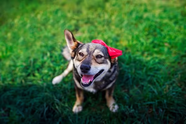 Como colocar lacinho em cachorro de pelo curto: o uso de tiaras e gel específico para animais pode ajudar nessa tarefa