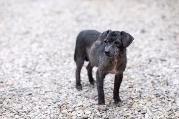 A sarna sarcóptica em cães pode ser transmitida de animal para animal e também para os humanos