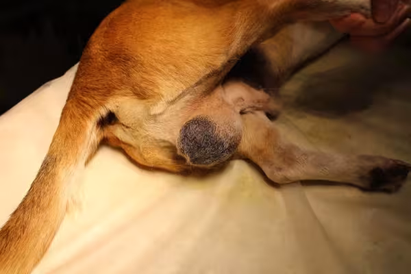 Inchaço e pigmentação escura na pele são alguns sinais da neoplasia testicular canina