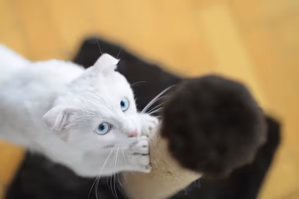 Arranhador para gatos é uma alternativa para poupar seus móveis e ainda incentivar um comportamento natural dos felinos