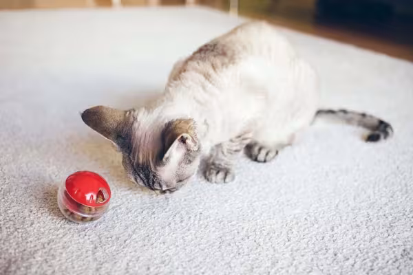 Bolinha para gatos com petiscos estimulam o animal a desvendar um desafio