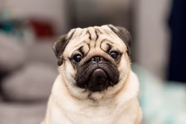A clássica imagem do Pug é essa: um cão fulvo, com a cor mais voltada para o bege claro