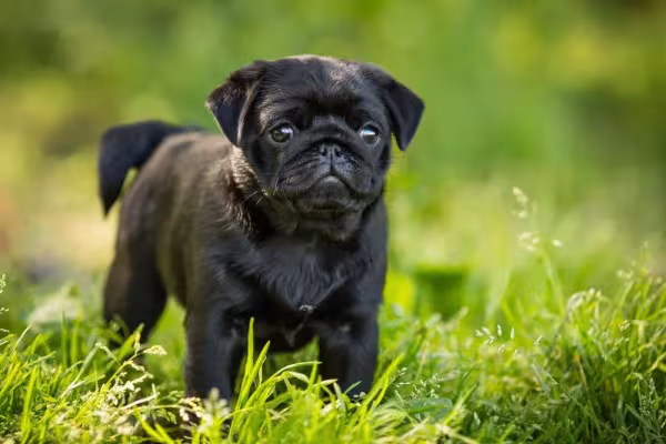 Também é possível encontrar o Pug todo pretinho