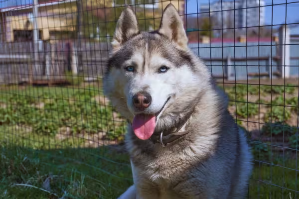Também é possível encontrar o Husky com a pelagem de cachorro cinza