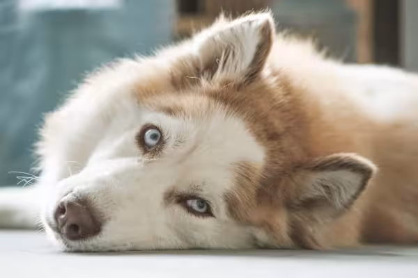 O cãozinho Husky Siberiano com tons de areia são bem difíceis de encontrar