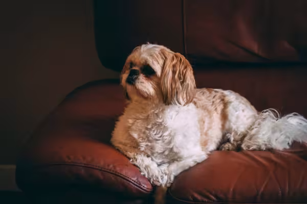 O Shih Tzu com tons de dourado no seu corpo é um charme!