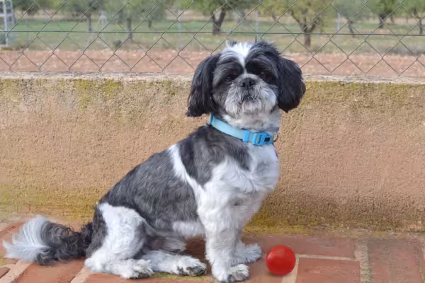 O Shih Tzu também pode apresentar variações da cor cinza pelo corpo